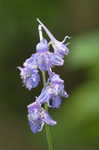 Carolina larkspur